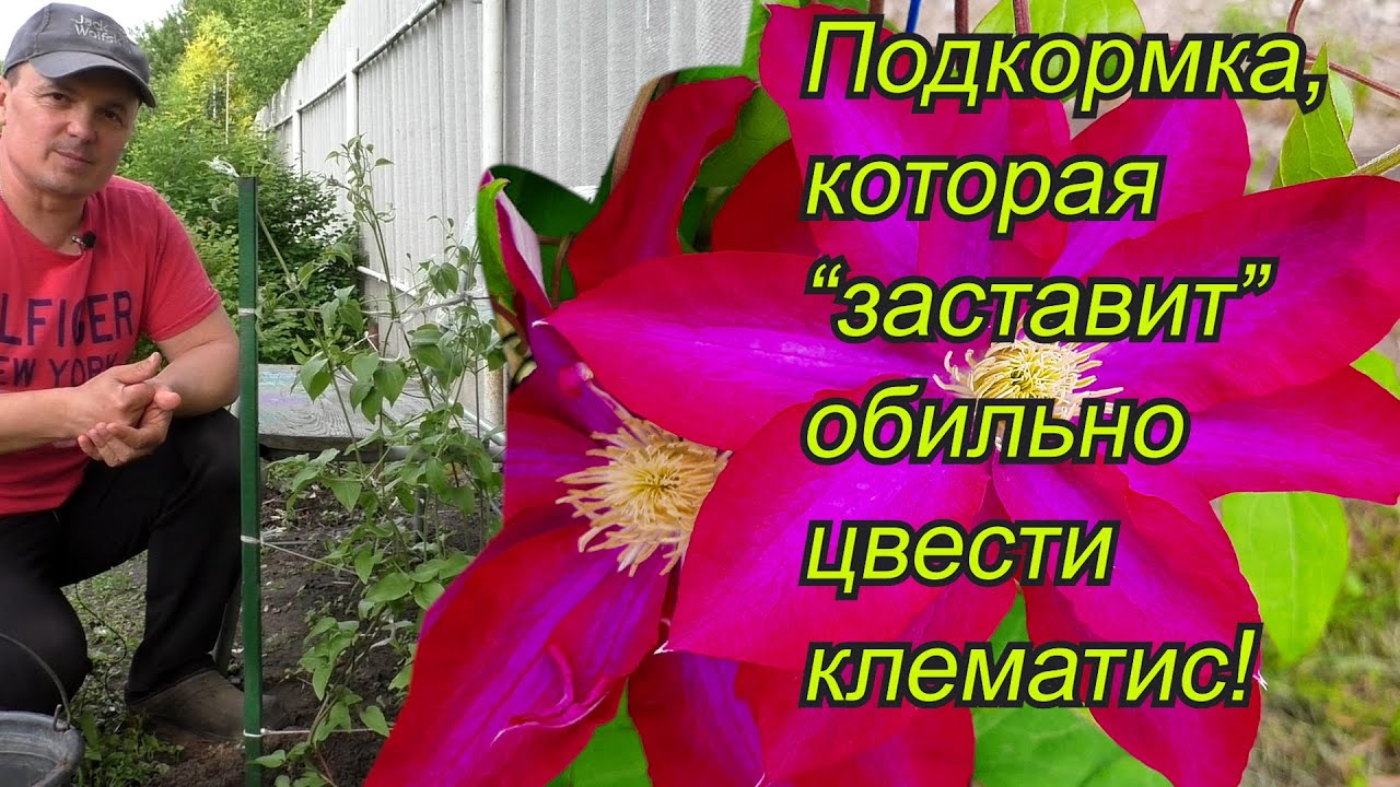 Клематис будет усыпан яркими цветами- подкормка и уход.