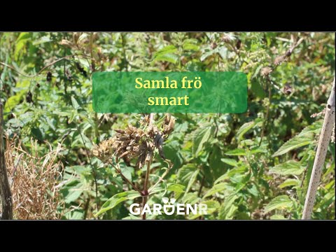 Samla frö smart - Trädgårdshacks med GardenR