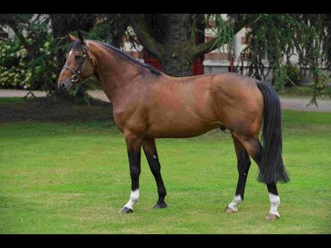 Amant du Chateau*GFE - GP 7 ans