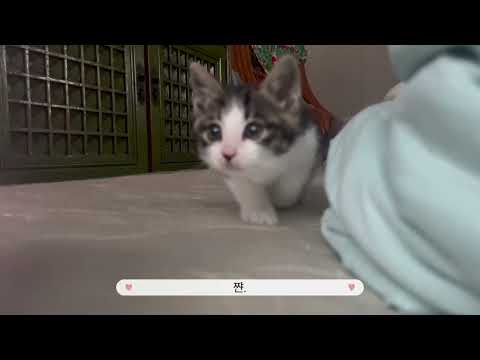 첫눈 온 날, 냥줍했다.