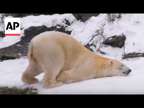 Animals at Germany and Hungary zoo roll around and enjoy the snow - YouTube