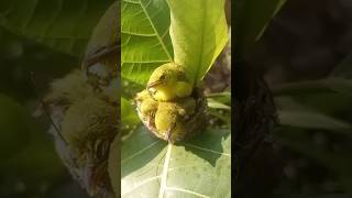 Download lagu Begini Anakan Sirtu Di Sarang Nya mp3