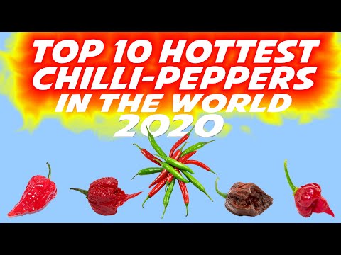 TOP 10 Hottest Chillies in THE WORLD 2020 Chilli Peppers Top 10