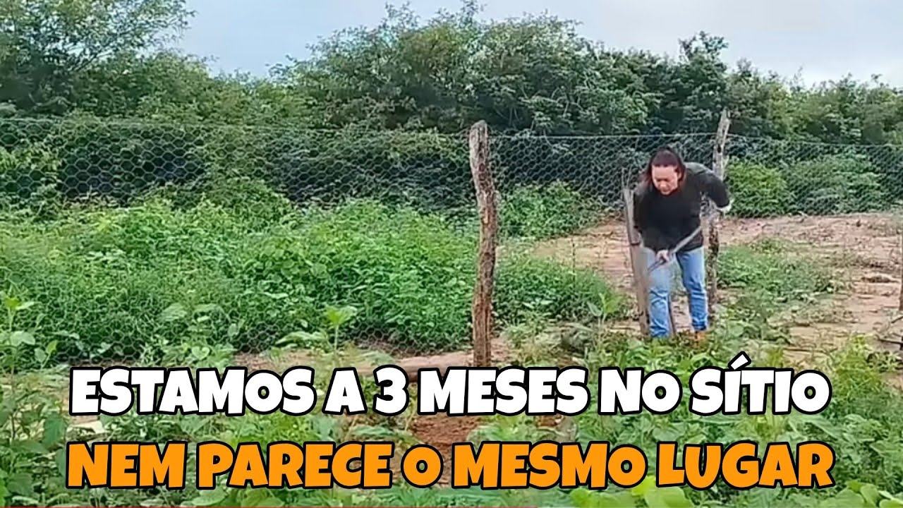 ESTAMOS A TRÊS MESES E POUCO NA ROÇA  VEJA COMO JÁ TÁ MEU SONHO ERA VIVER ASSIM