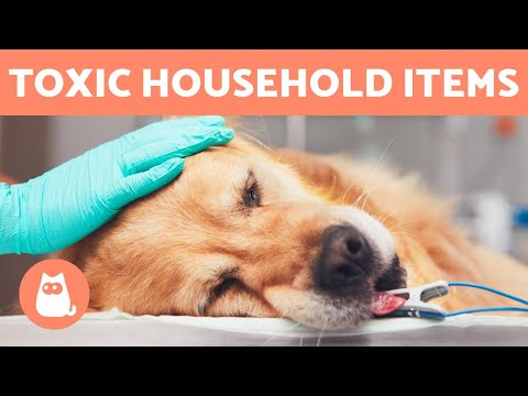 Is Calamine Lotion on Dogs Safe? - Using Calamine on Dogs