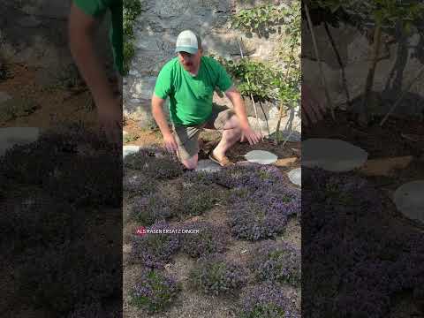 Rasenersatz im Garten - Mit Feldthymian