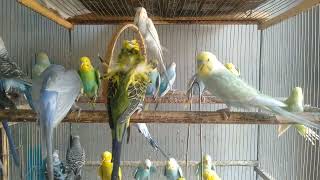 DIY初心者でもOK！インコが夢中になる神レイアウト🏡