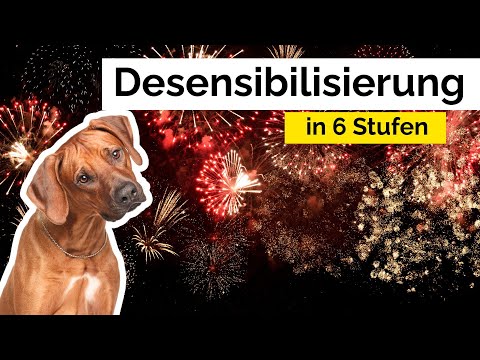 Feuerwerk-Desensibilisierung für Hunde und Katzen an Silvester [Training]