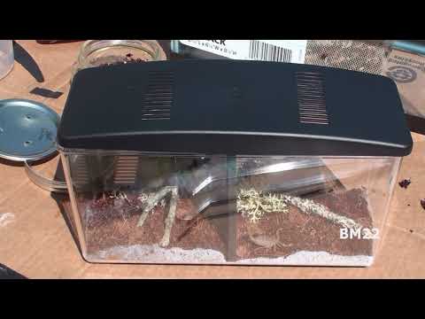 Scorpions in the Mail New Habitat Set-Up