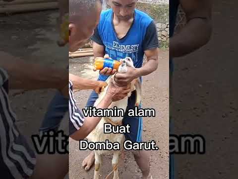 , title : 'vitamin domba Garut..'