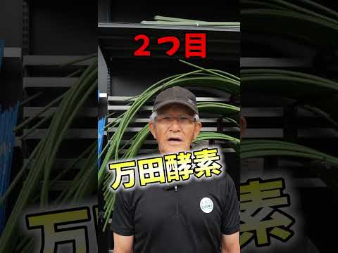 垂直菜園のどの野菜ですか?増加傾向にあるトップ 10 種  庭園
