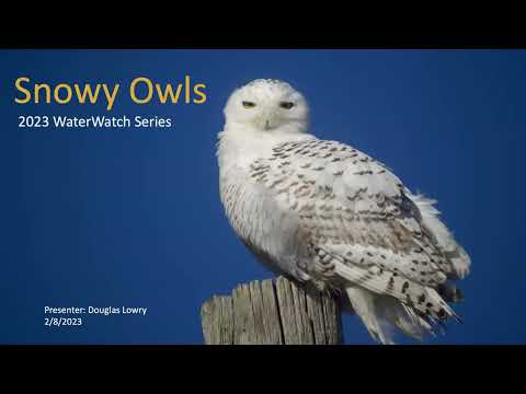 2023 WaterWatch Lecture - Snowy Owls