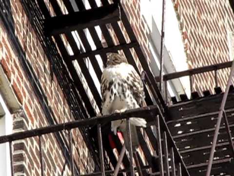 HAWK OF SUNNYSIDE QUEENS.MOV