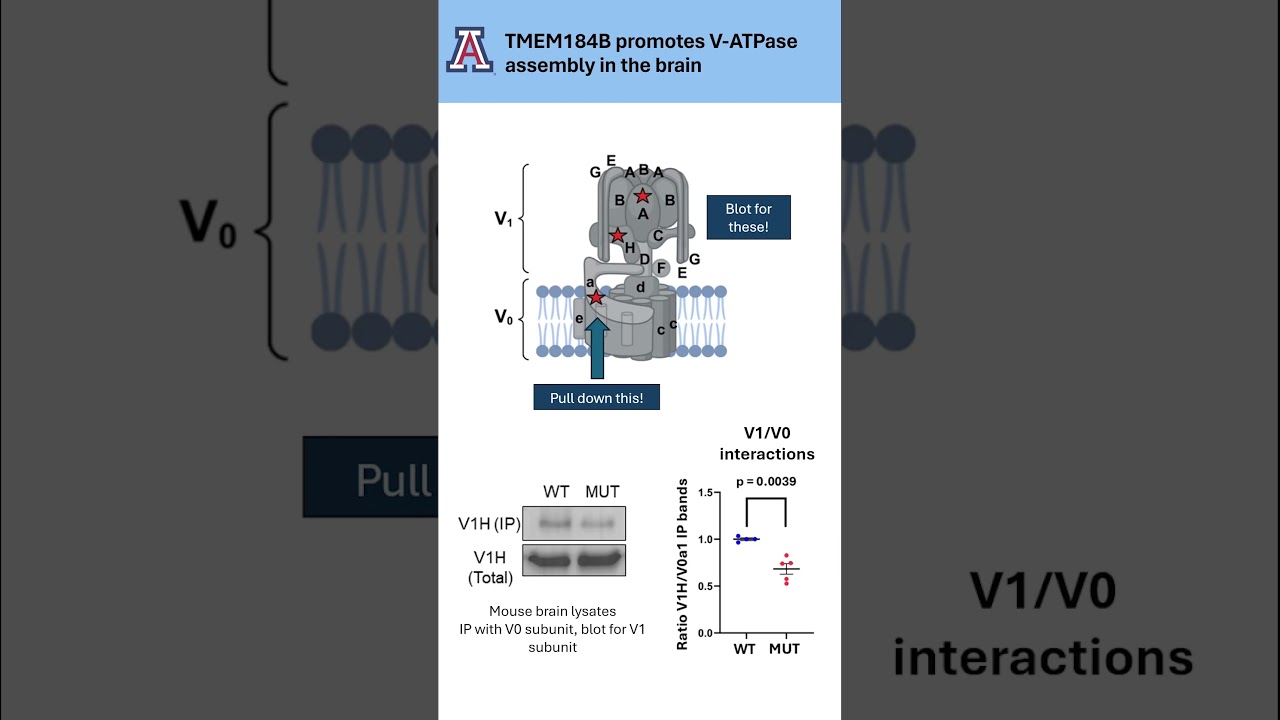 JCS snapshot: TMEM184B modulates endolysosomal acidification via the vesicular proton pump