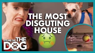 Victoria Visits the Most Disgusting House EVER!🤢 | It’s Me or The Dog