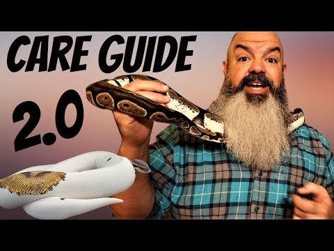 Beyond the Ball Python Care Guide: Next Level Snake Care