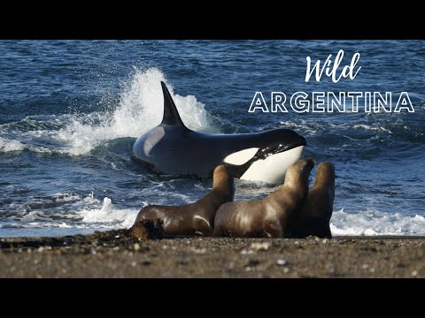 La Costa Patagónica - Wild Argentina