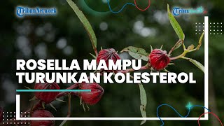 7 Manfaat Bunga Rosella Bagi Kesehatan, Bisa Obati Asam Urat hingga Bisa untuk Diet Alami