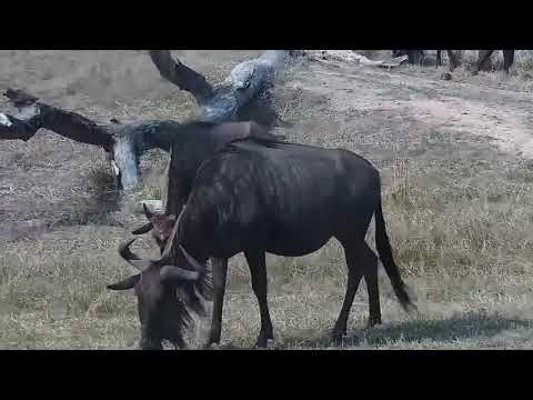 Djuma: Impalas, Warthogs and Wildebeests - 14:31 - 10/02/21