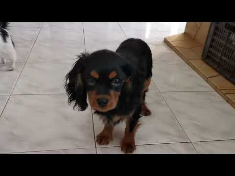 Cavalier King Charles Spaniel puppy for sale