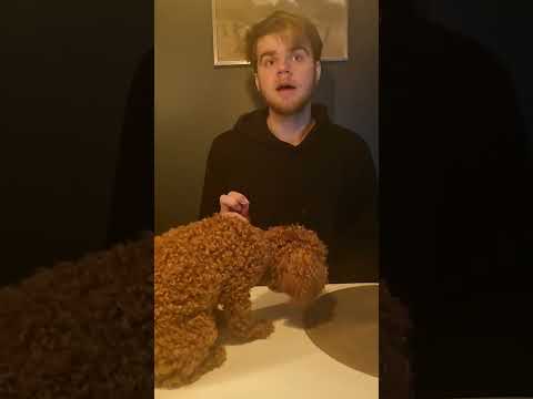 Avslutande Video om Kennelhosta🤗