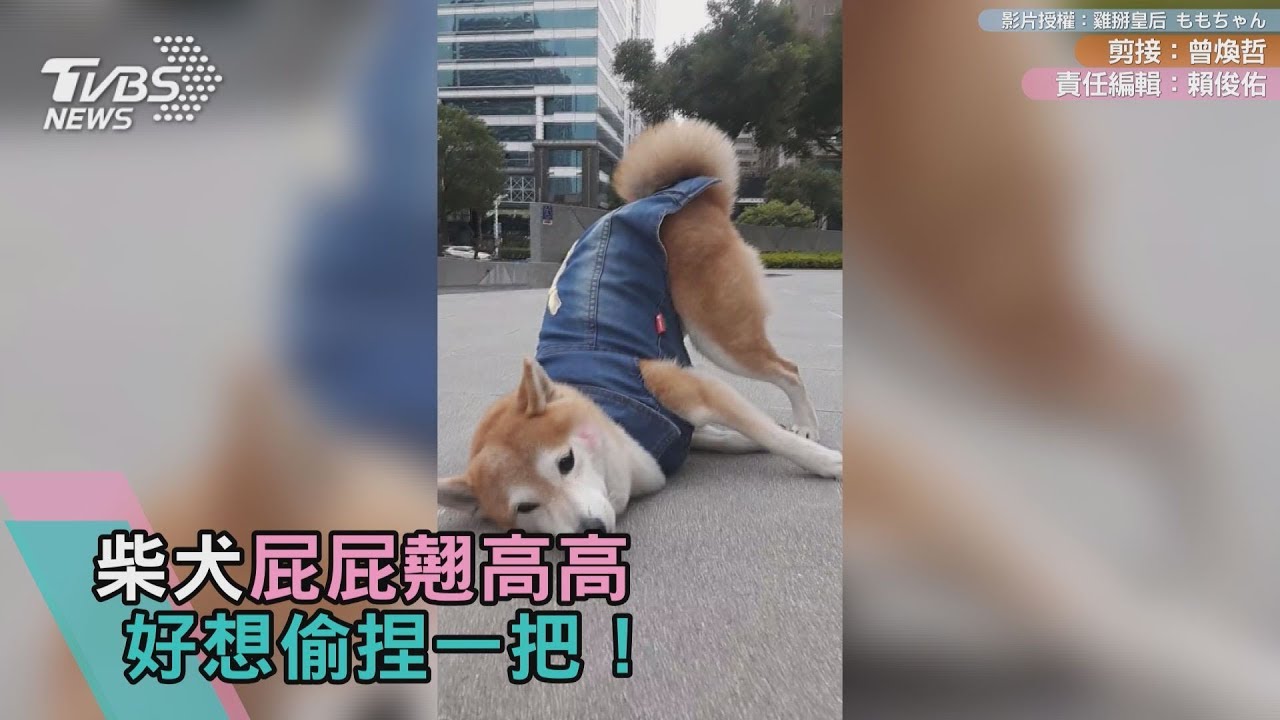 柴犬屁屁翹高高 好想偷捏一把!