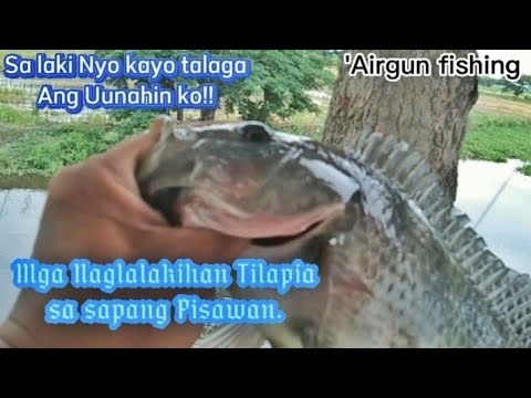"Mga Naglalakihan Tilapia sa Sapang Pisawan
