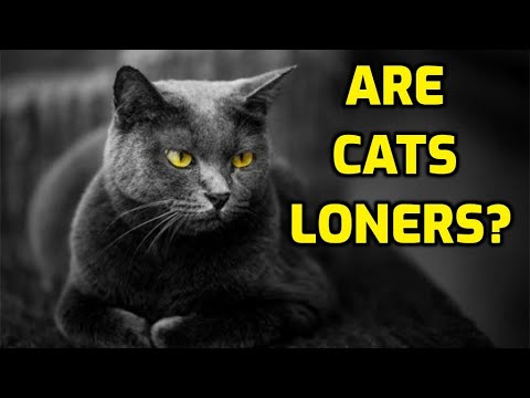 Are Cats Social Or Solitary Animals?