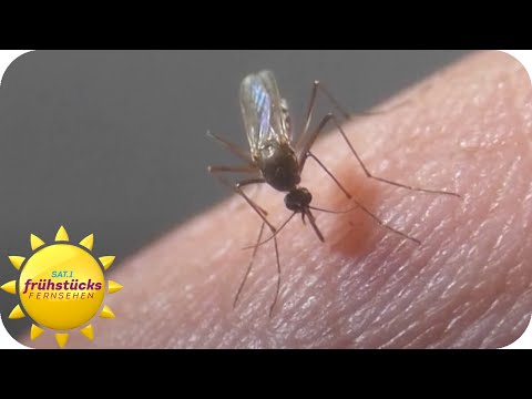 Mückenalarm und Erdbeergenuss mit Charlotte Karlinder | SAT.1 Frühstücksfernsehen