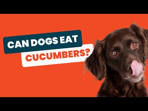 Can Dogs Eat Cucumbers? Breaking Myths for Pet Owners!