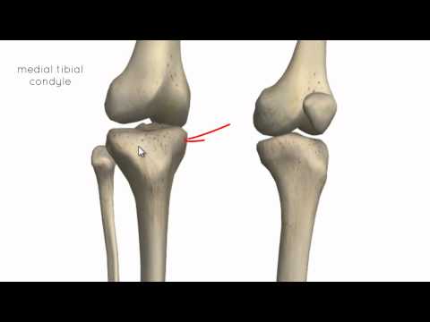 Knee Joint - Part 1 - 3D Anatomy Tutorial