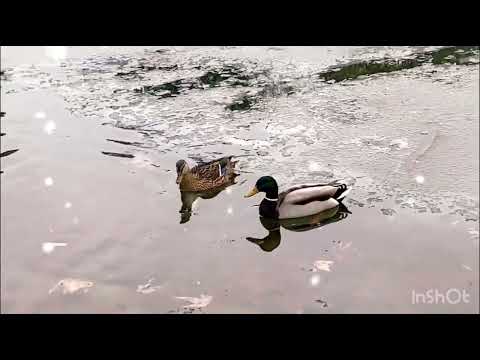 DR. Petar Garjajev-Musik za obnovu DNK, CELIJA I ORGANAUSPFLANZUNG