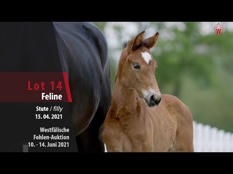 Westfälische Fohlen-Auktion Lot 14 Feline Stute v. Fusionist - Fürst Wilhelm