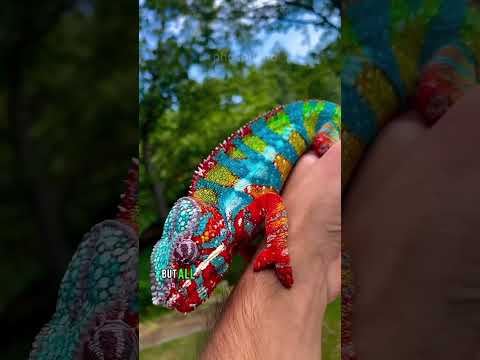 Chameleon And His Sticky Harpoon 🦎✨ #animals #nature #wildlife