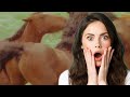 ️ Foryou Animals Donkey Viral New Animalsmeeting Shortvideo Shorts Video Short