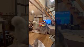 #犬のいる暮らし #大型犬のいる生活 #別荘 #テンションmax #シベリアンハスキー