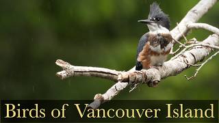 Birds of Vancouver Island, British Columbia