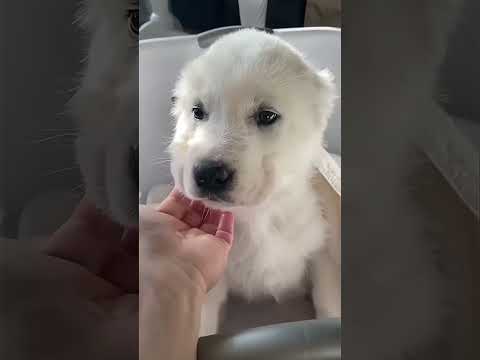 Amazing Dogs Transformation #shorts #viralshorts #dog #canecorso #kangal #alabai