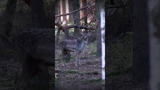 Der Rekordhirsch aus dem Reilmann Forst 🌲