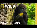 Magic Of Disney S Animal Kingdom MEGA EPISODE Nat Geo Animals