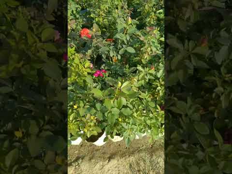 Mix color rose plant