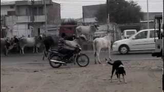 preview picture of video 'MOGA G.T. ROAD, COWS AND BULLS'