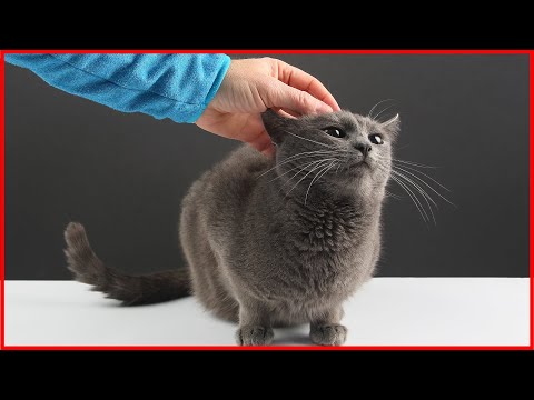 How Know If Your Cat Loves You - YouTube