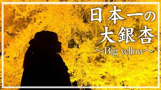 【絶景】超デカイ！大イチョウが金色に輝いて幻想的すぎた！