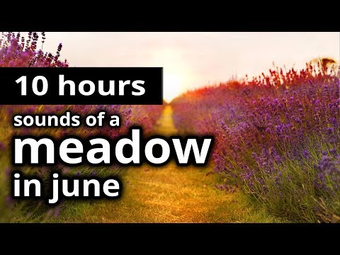 SOUNDS of SUMMER: "A meadow in June" - 10 HOURS - Birds, Crickets, and Insects - SUMMER SLEEP SOUNDS