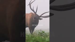 Download lagu Tak disangka Beginilah suara rusa jantan dewasa#shorts mp3 Download lagu Tak disangka Beginilah suara rusa jantan dewasa#shorts mp3