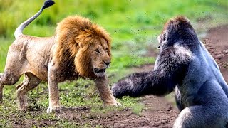 5 Most Epic Battles in the Animal Kingdom