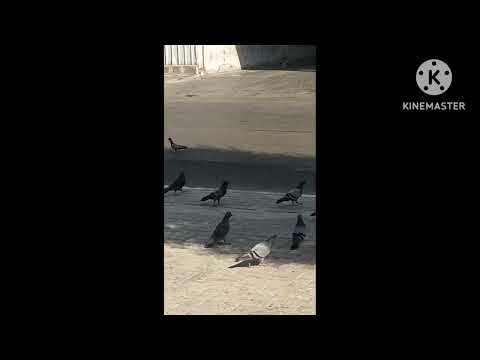 Home CAT and dubai Dubai tour#shortvideo 