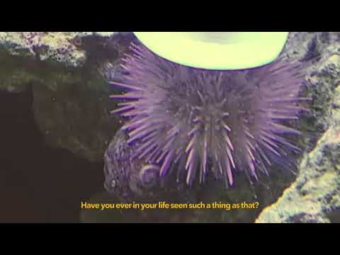 Sea Urchin in a Cowboy Hat - YouTube