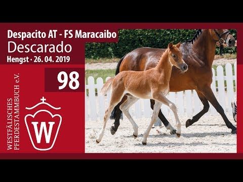 98 Descarado Hengst v.Despacito - FS Maracaibo